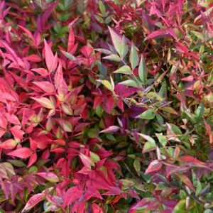 Nandina domestica 'Gulf Stream' 30-40 cm